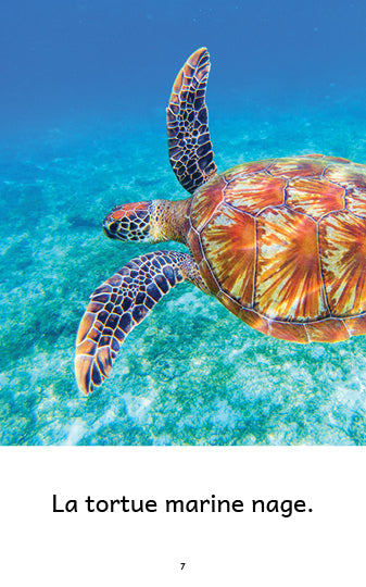 Extrait d'un documentaire sur la tortue