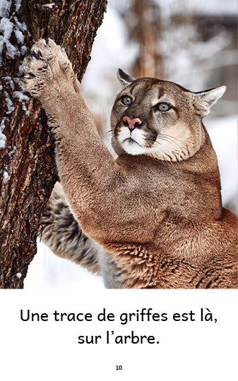 Extrait d'un livre sur le puma