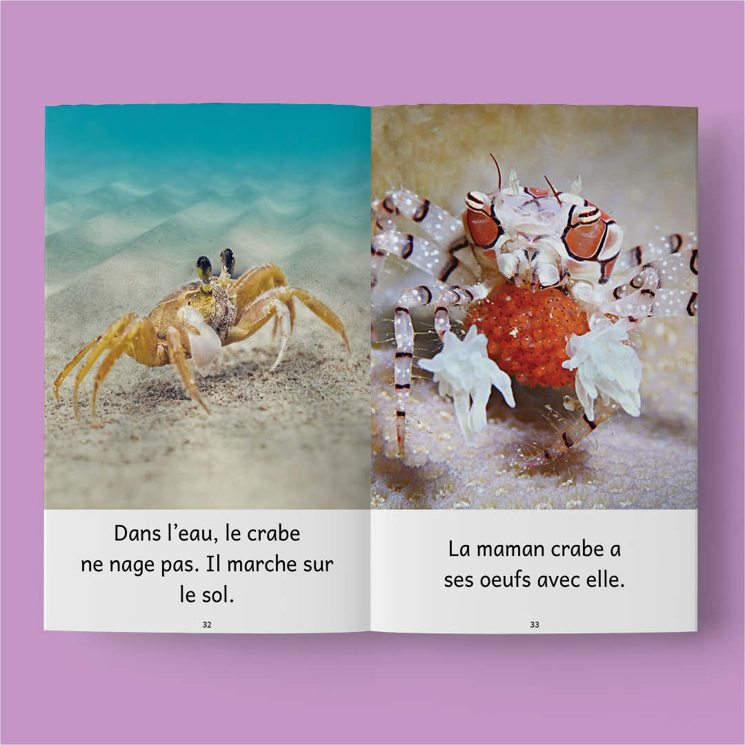 Animaux du monde 1 – Série de 10 livres (2026)
