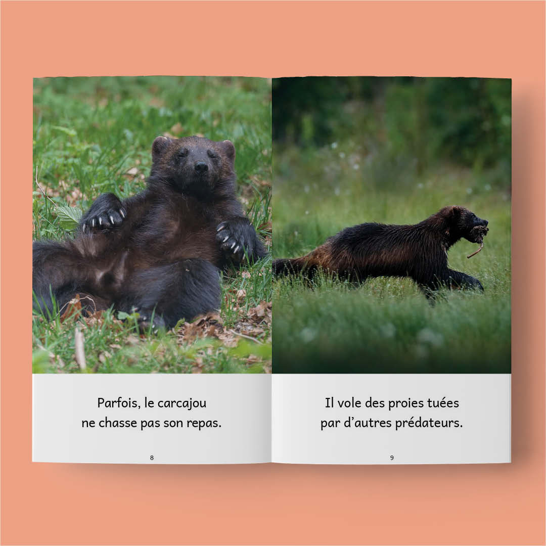 Animaux au Canada – Série de 10 livres (2026)