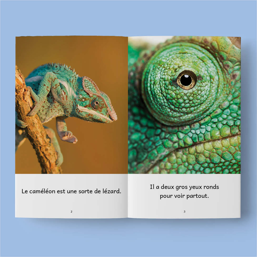 Animaux du monde 2 – Série de 10 livres (2026)