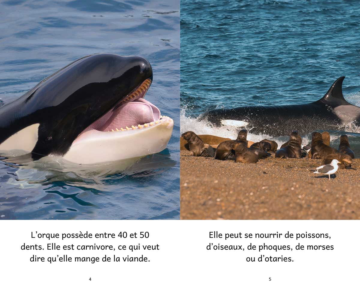 Animaux polaires – Série de 10 livres