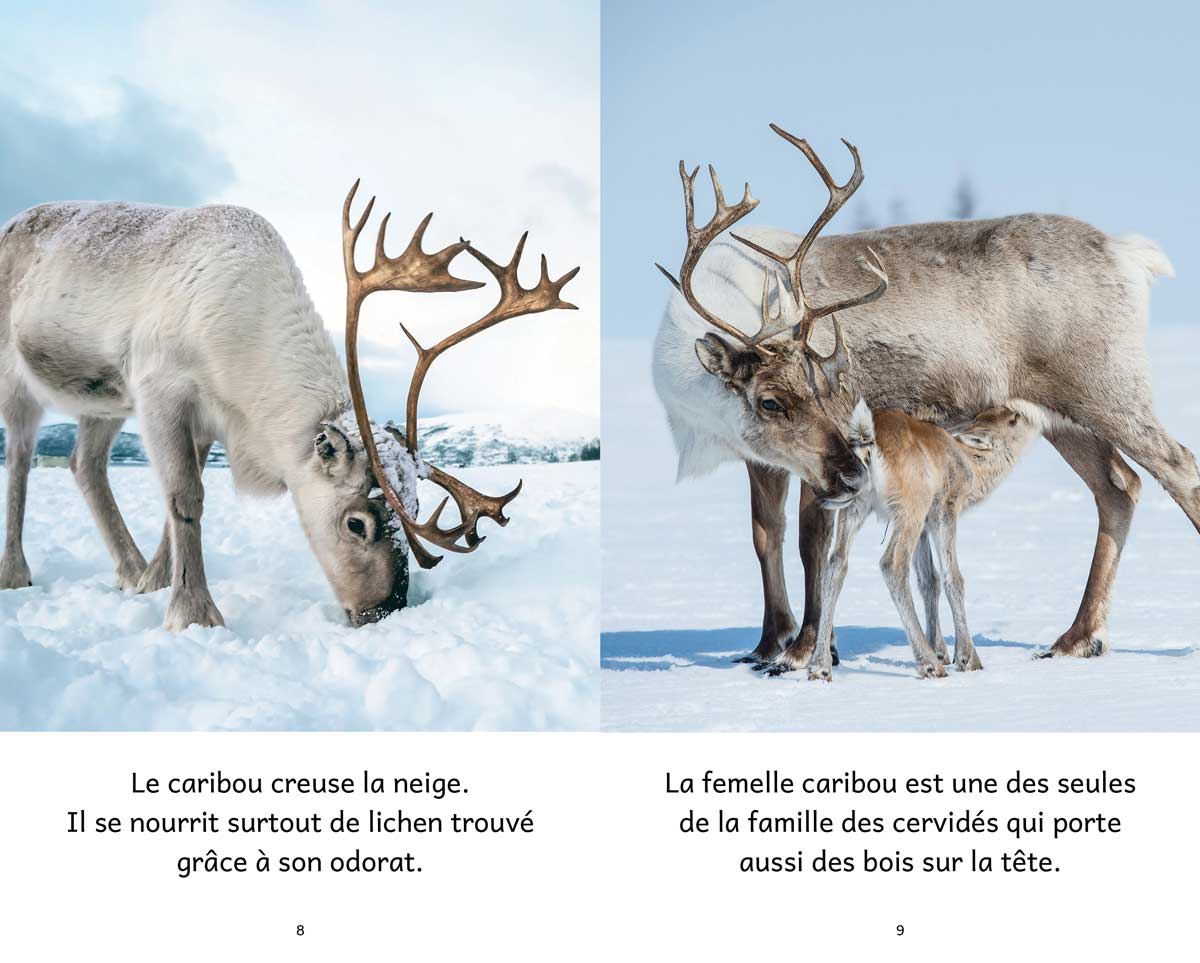 Animaux polaires – Série de 10 livres