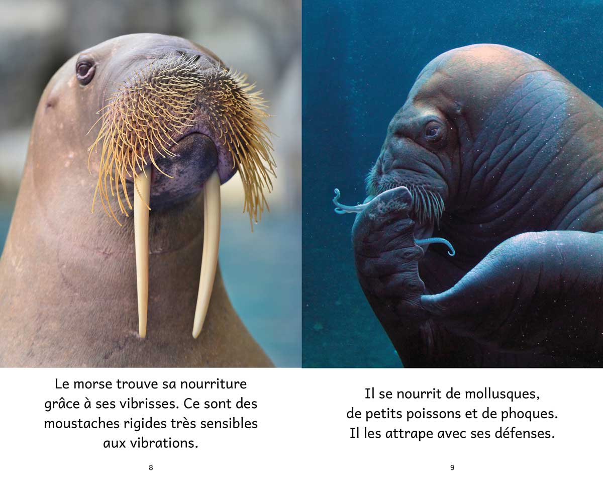 Animaux polaires – Série de 10 livres