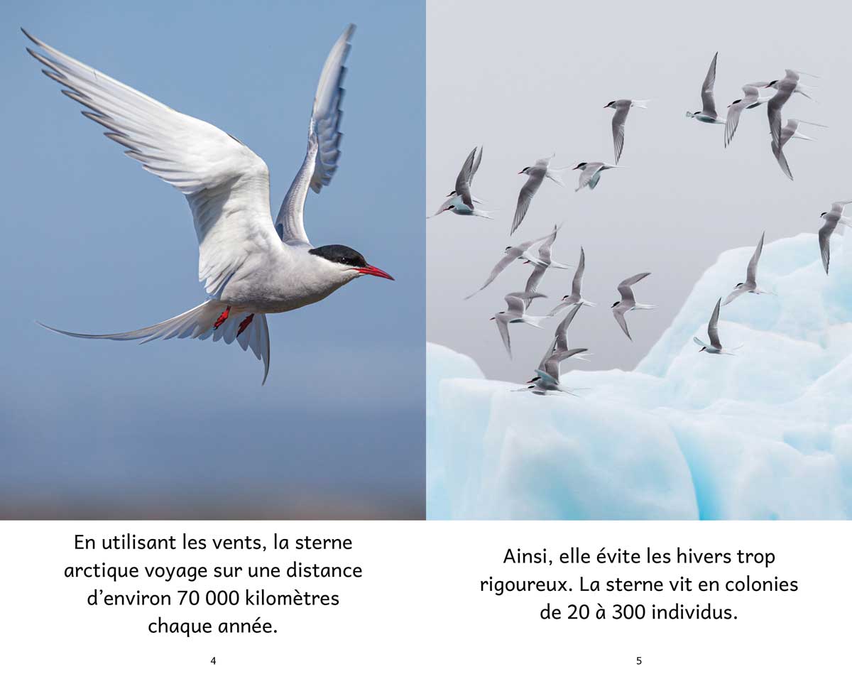 Animaux polaires – Série de 10 livres