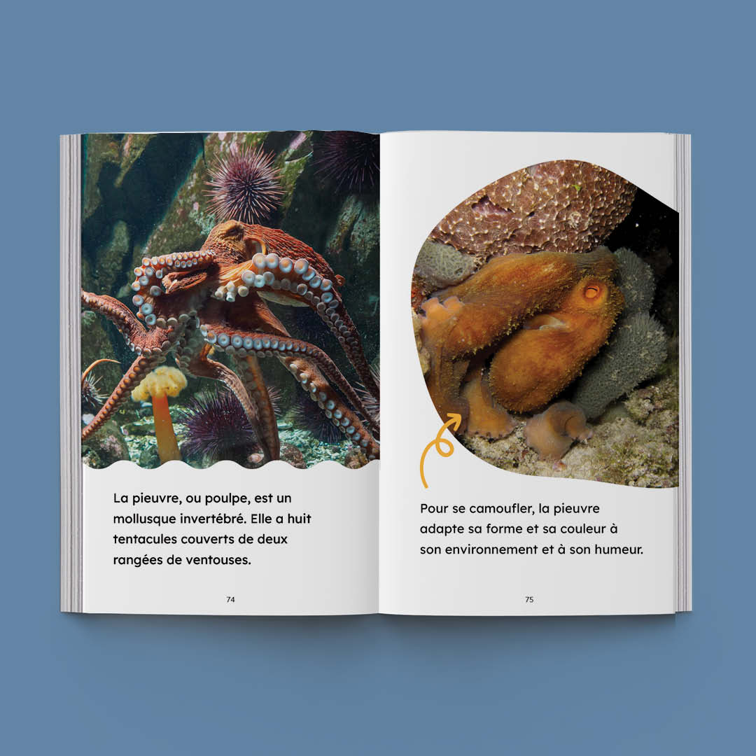 Hi-Lo : Animaux aquatiques