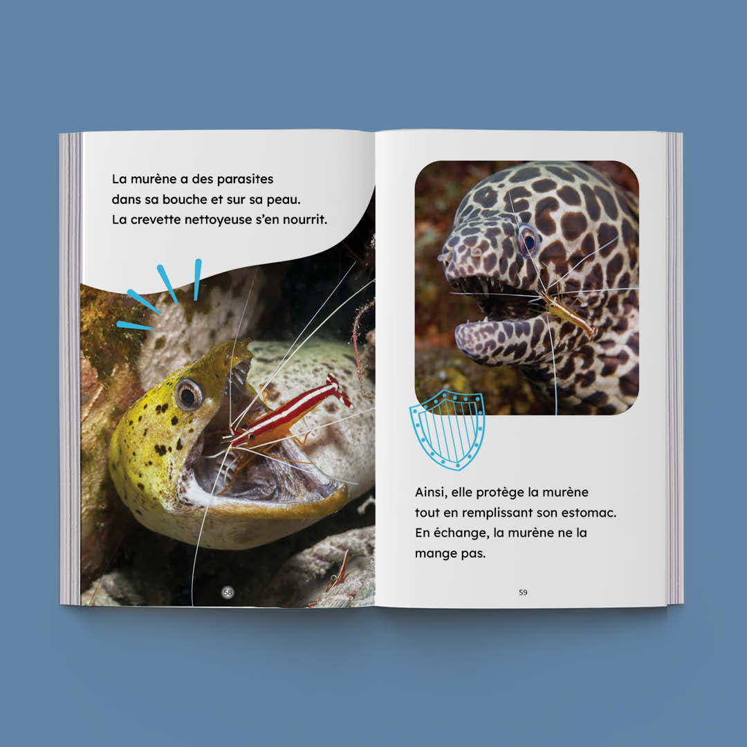 Hi-Lo : Animaux aquatiques