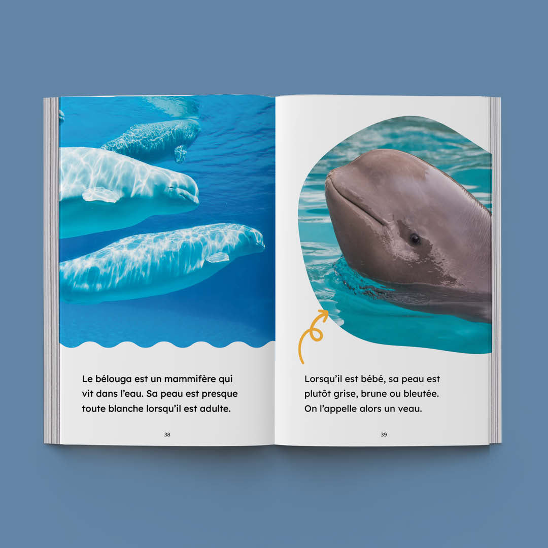 Hi-Lo : Animaux aquatiques