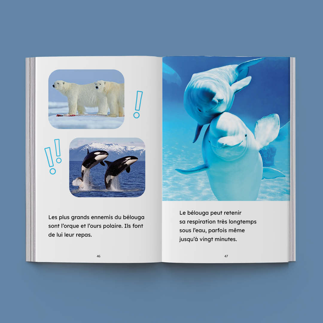 Hi-Lo : Animaux aquatiques