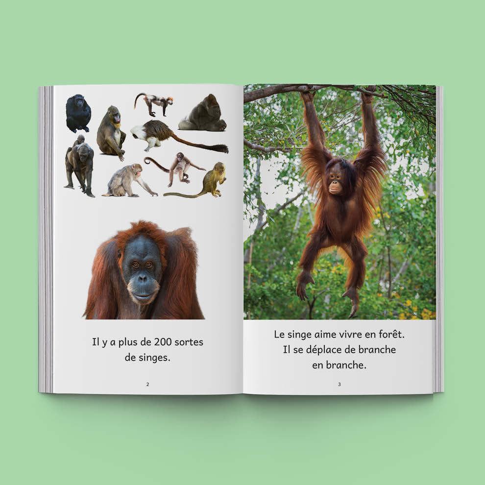 Hi-Lo : Animaux du monde 2