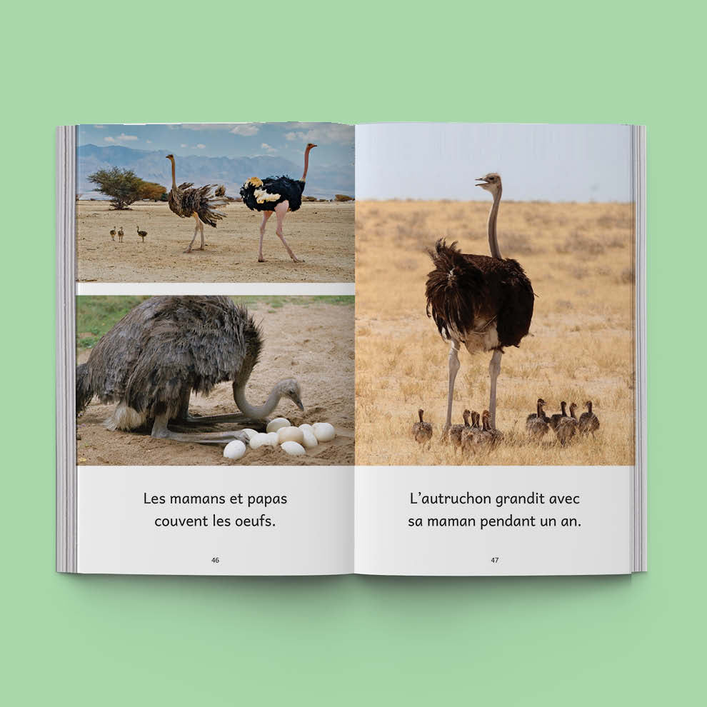 Hi-Lo : Animaux du monde 2