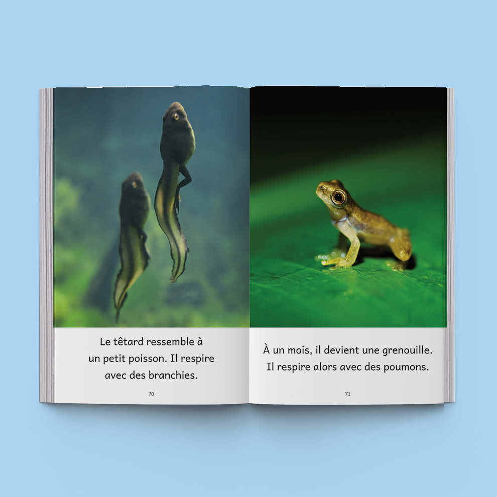 Hi-Lo : Animaux du monde 3