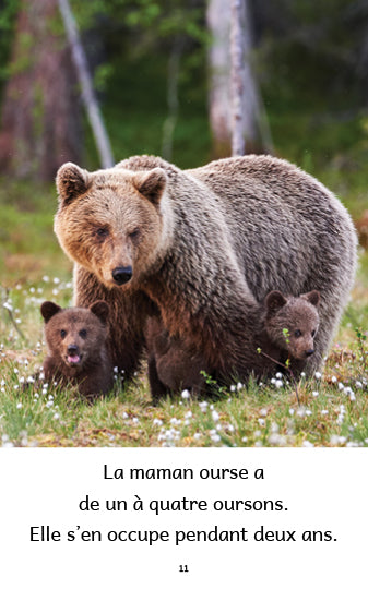Animaux du monde 2 – Série de 10 livres