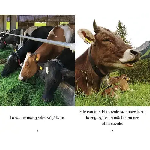 Animaux de la ferme (French beginner readers)