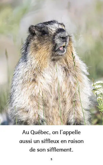 Animaux au Québec (French beginner readers)