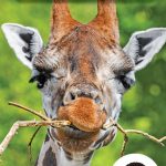 Page couverture de La girafe