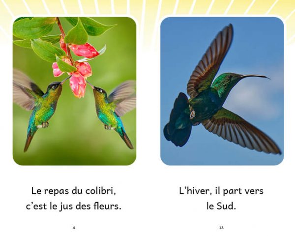 Extrait Le colibri