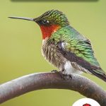 Page couverture Le colibri