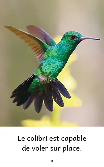 Exemple de page du livre Le colibri